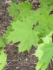 Acer platanoides