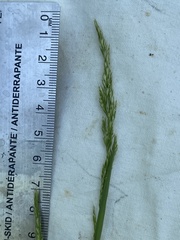 Trisetum interruptum