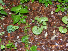 Aristolochia fimbriata