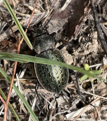 Calosoma cancellatum