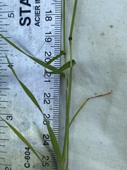 Trisetum interruptum