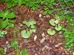 Aristolochia fimbriata