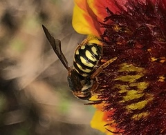 Dianthidium curvatum