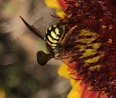 Dianthidium curvatum