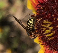 Dianthidium curvatum