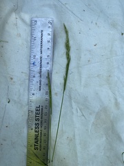 Trisetum interruptum