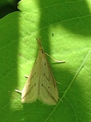 Donacaula longirostrallus