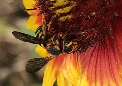 Dianthidium curvatum