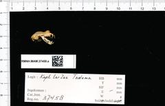 Large-Eared Horseshoe Bat photo 2