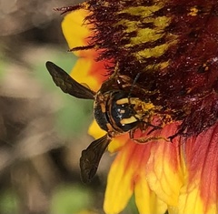 Dianthidium curvatum