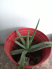 Aloe vera