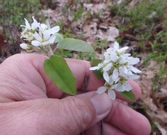 Amelanchier humilis