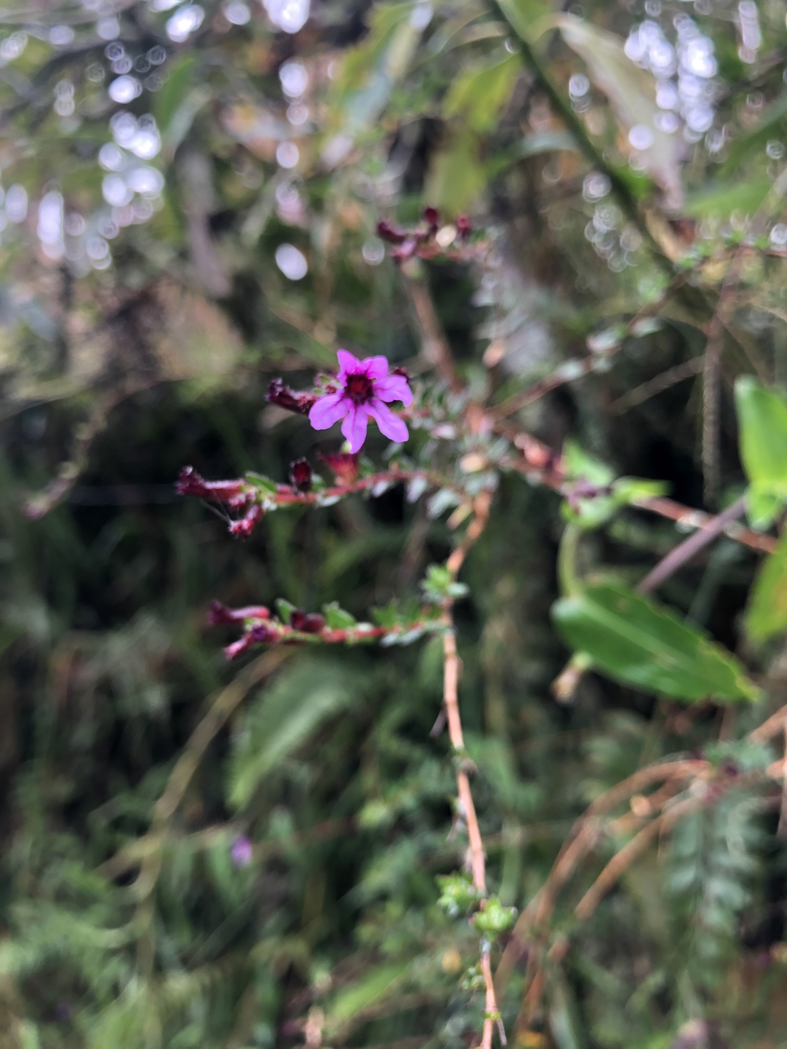 Cuphea ciliata image