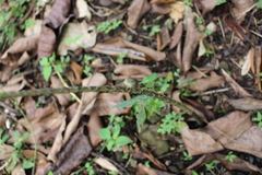 Xanthosoma helleborifolium