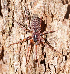 Battalus adamparsonsi