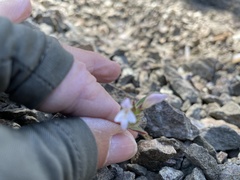 Acanthomintha lanceolata