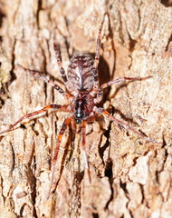 Battalus adamparsonsi