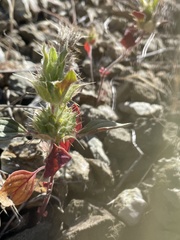 Acanthomintha lanceolata