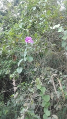 Bignoniaceae