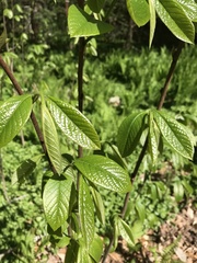 Asimina triloba