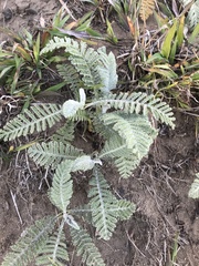 Tanacetum bipinnatum