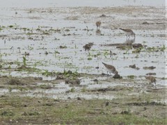 Calidris fuscicollis
