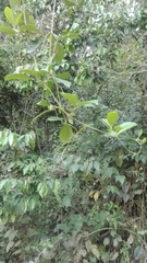 Bignoniaceae