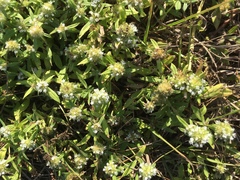 Spermacoce verticillata