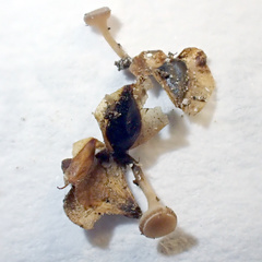 Ciboria betulae