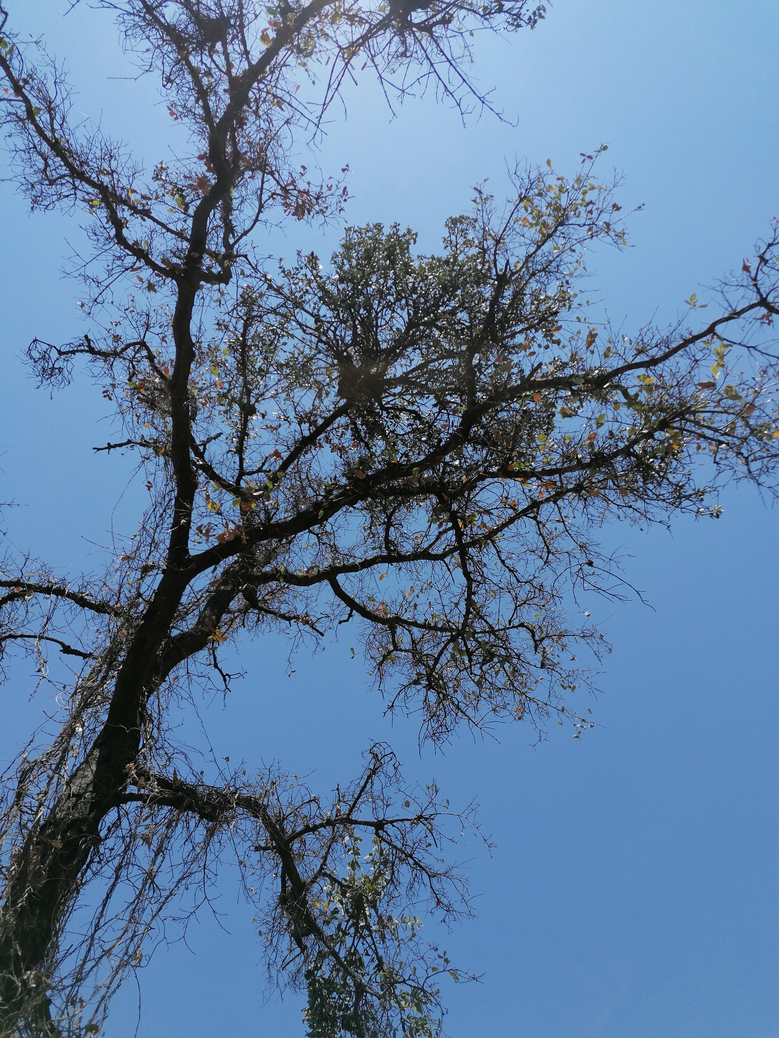 Quercus castanea Née