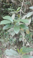 Bignoniaceae