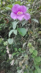 Bignoniaceae