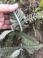 Tanacetum bipinnatum