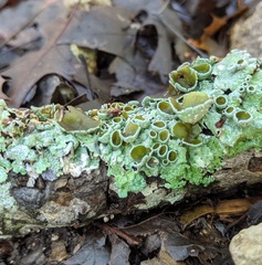 Punctelia hypoleucites