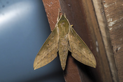 Theretra boisduvalii