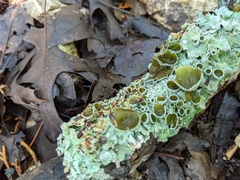 Punctelia hypoleucites