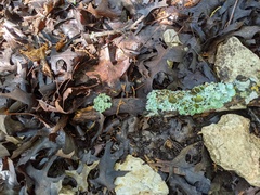 Punctelia hypoleucites