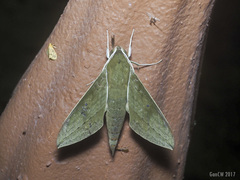 Theretra boisduvalii
