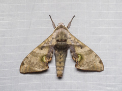 Daphnusa ocellaris