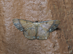 Sundagrapha tenebrosa