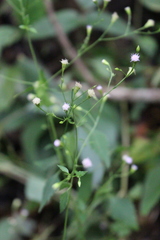 Fleischmannia sinclairii