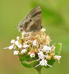 Rubroserrata ecbatana