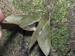 Theretra boisduvalii