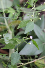 Fleischmannia sinclairii