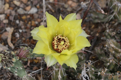 Grusonia aggeria