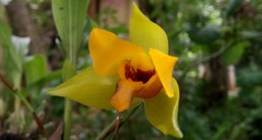 Lycaste cruenta