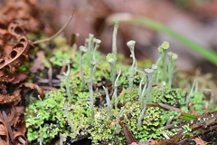 Cladonia deformis