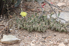 Grusonia aggeria