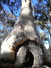 Eucalyptus rossii