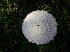 Amanita foetens